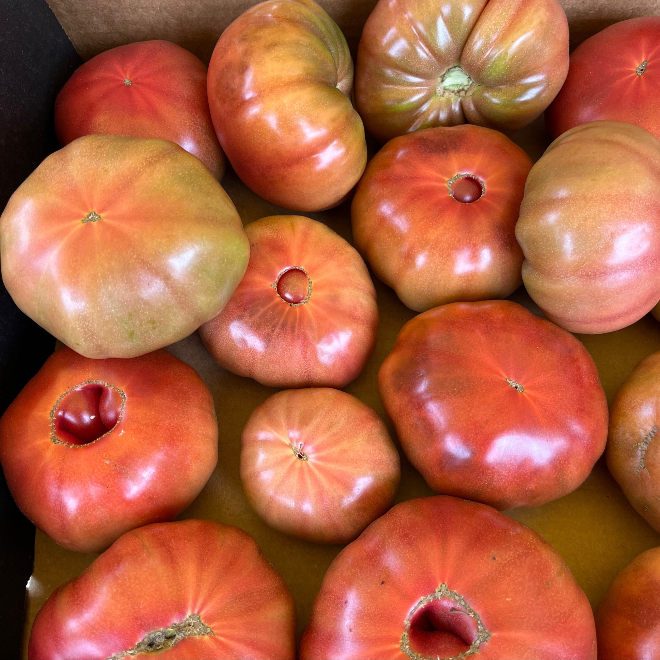 Heirloom Tomatoes 1 lb Olivor Heritage Farms